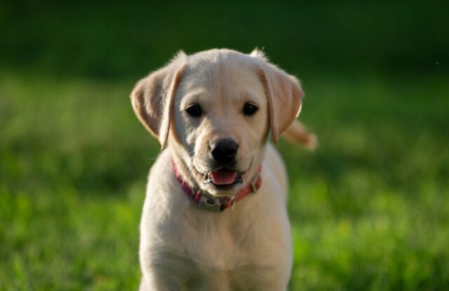 4 errori più pericolosi che potresti commettere con il tuo cane