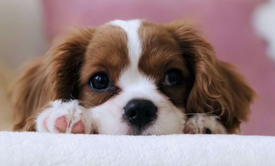 cane cavalier king