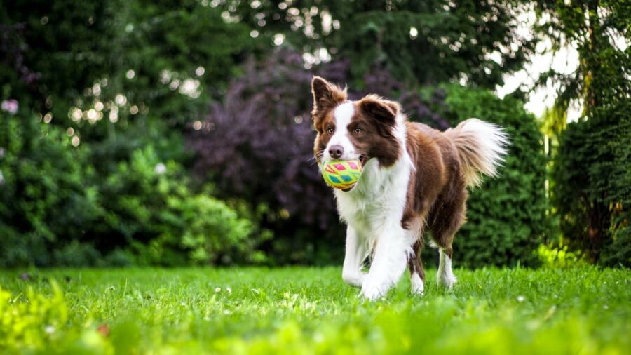 cagnolino palla gioca 