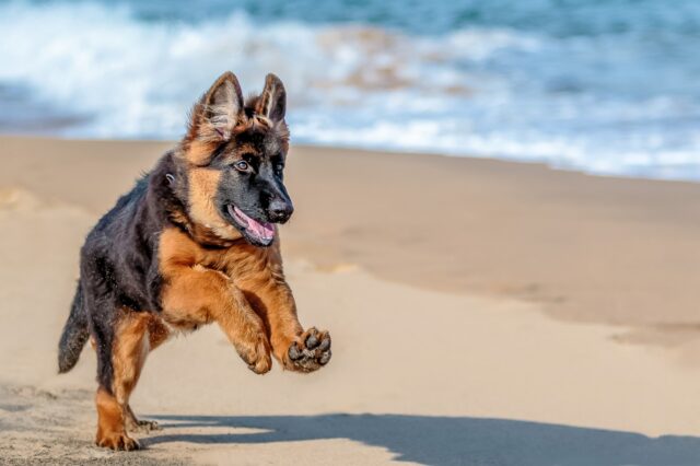 4 modi per evitare che il tuo cane diventi sedentario