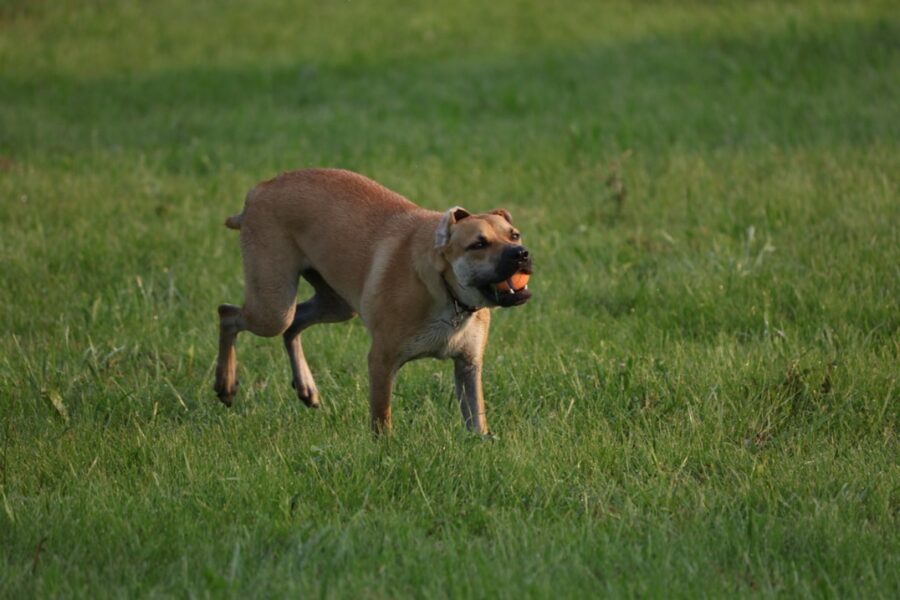 cane pallina prato