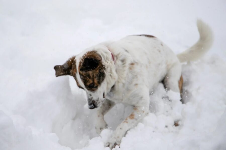 cane curioso scoprire 