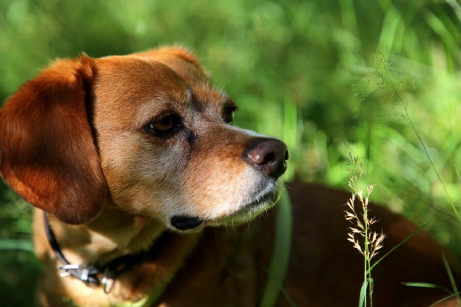 cane naso dolce