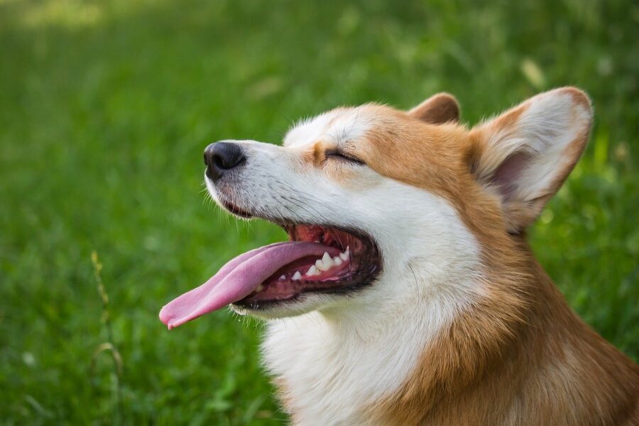 cane dolce sorriso