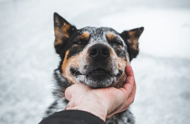 4 motivi per cui è così importante coccolare il cane