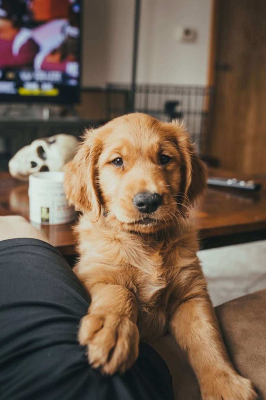 cane simpatico divano