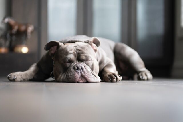 4 principali ragioni per cui il tuo cane dorme troppo