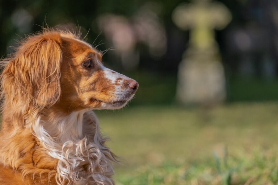 cane serio espressione