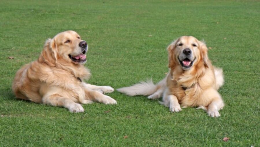 cani relax giardino