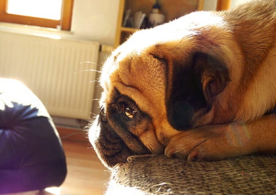 stupendo cagnolino muso