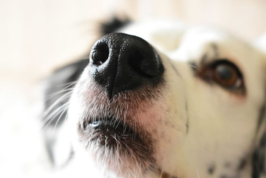 cane sguardo tenero