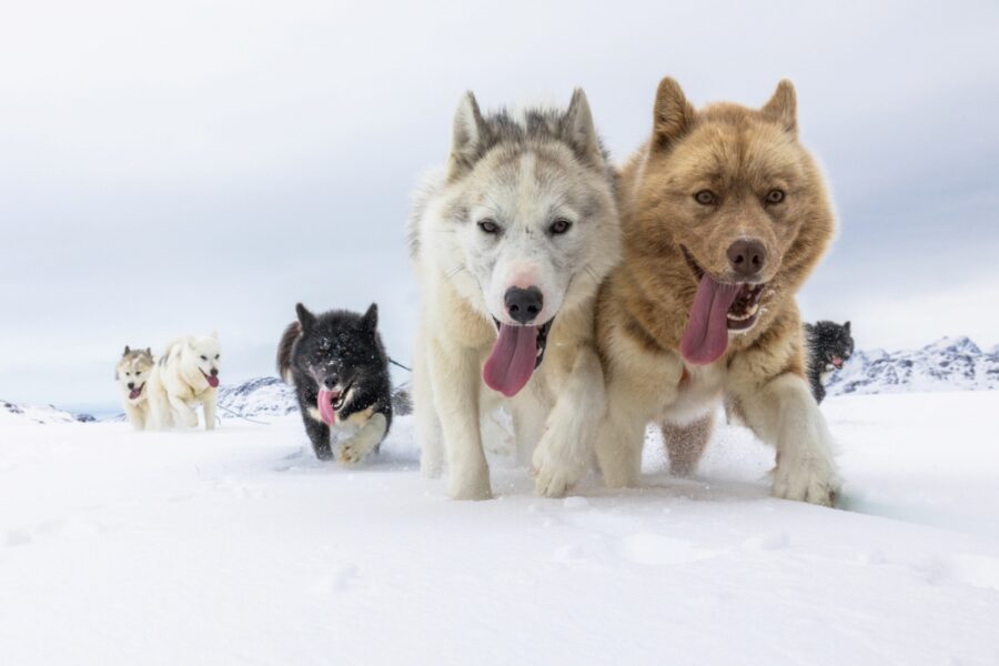 cani squadra gruppo