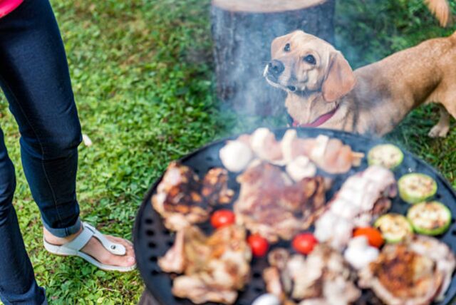 4 suggerimenti per fare il barbecue in sicurezza quando hai un cane