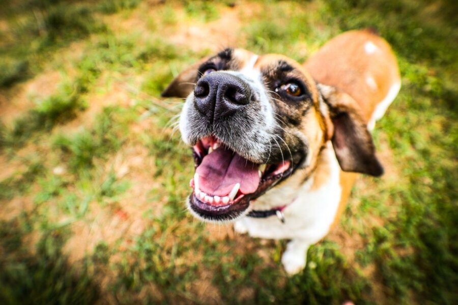 sorridente cucciolo felice