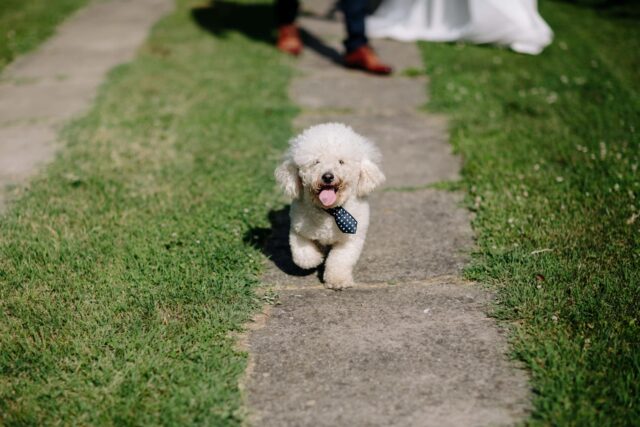 5 atteggiamenti più strani del cane spiegati uno per uno