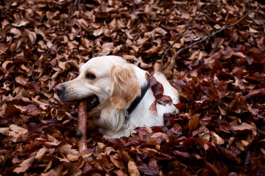 cucciolo foglie seduto