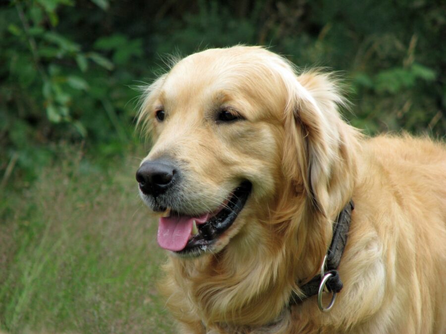 cucciolo golden retriever