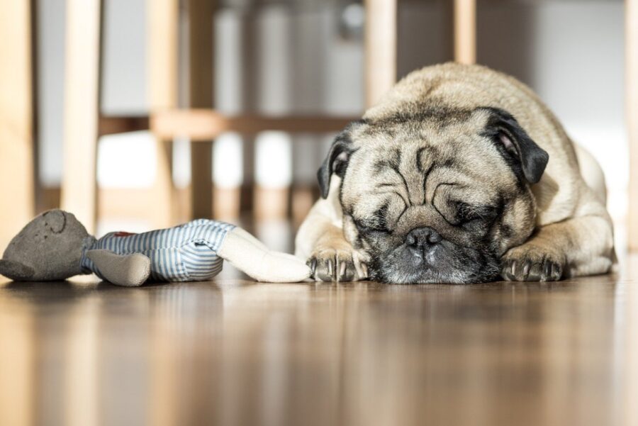 carlino sonno stanco