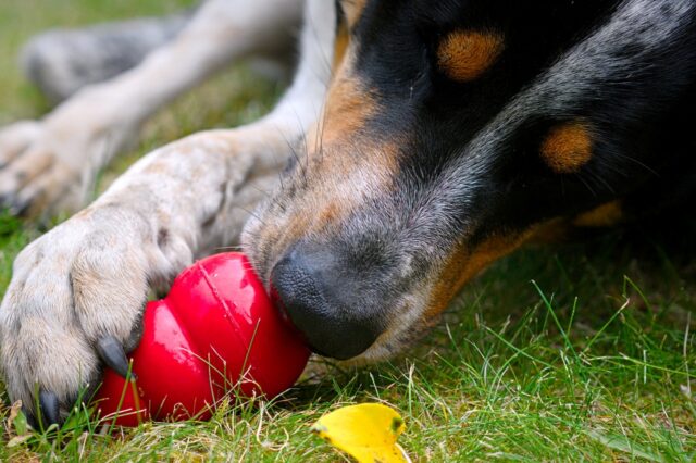 5 consigli per scegliere i giocattoli giusti per il cane