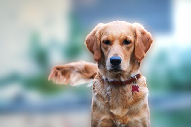 5 cose che non devi mai fare al tuo cane se vuoi essere un bravo proprietario