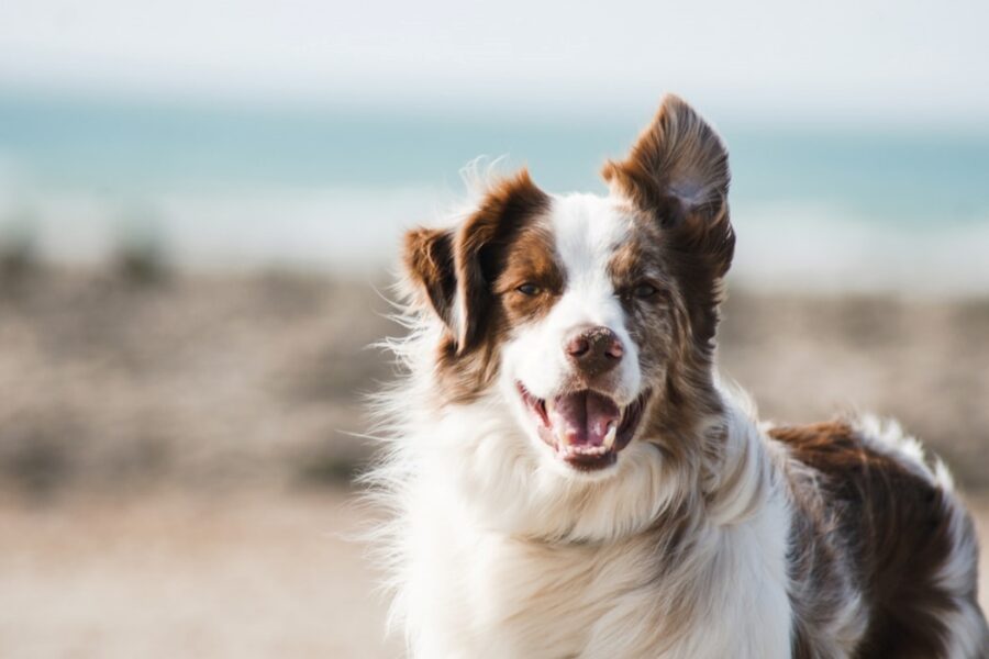 cucciolo mare spiaggia