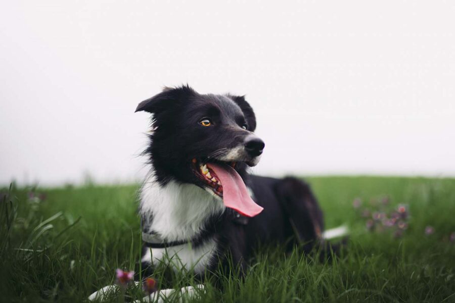 cane natura respira