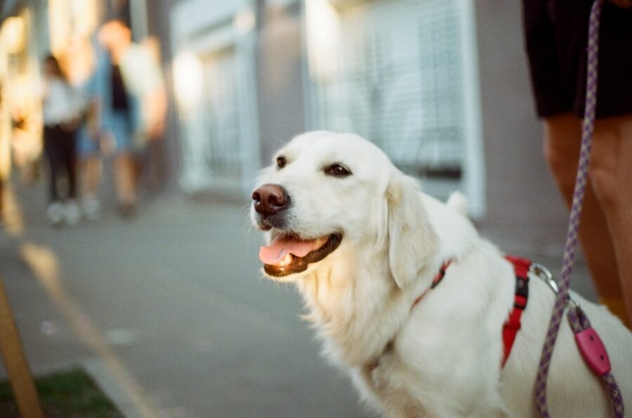 cane bianco tenero