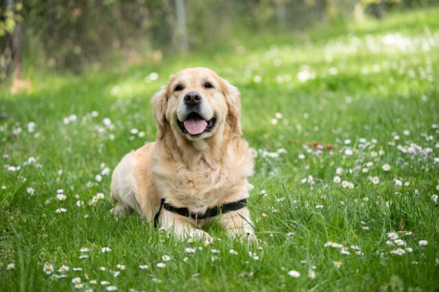 5 modi per alleviare i dolori dell’osteoartrite nel cane