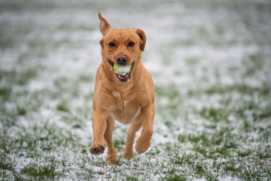 cucciolo pallina correre