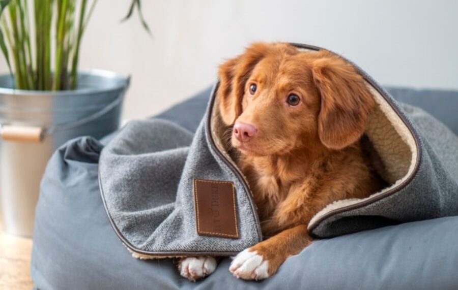 cane coperta comodo