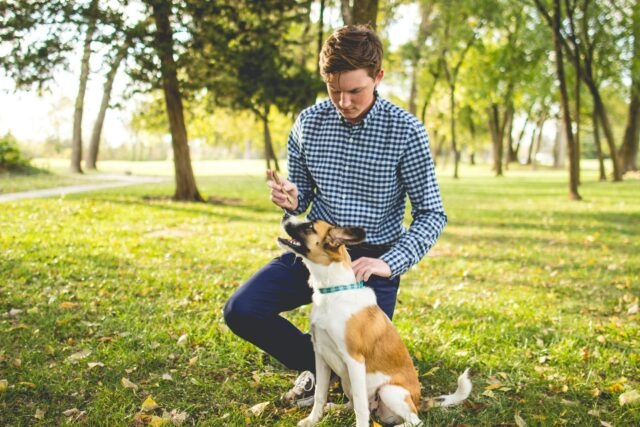 5 passaggi per insegnare al cane a parlare con i bottoni