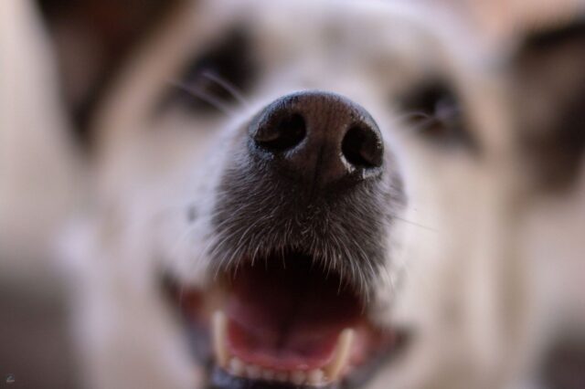 5 motivi per cui il cane ha il naso completamente secco