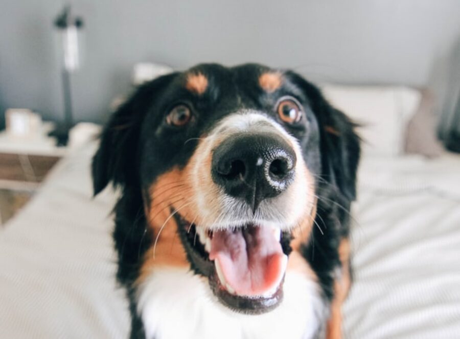 cane bovaro bernese