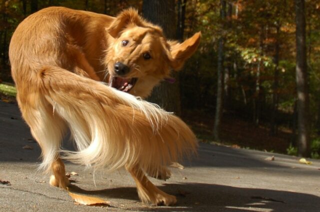 5 principali motivi per cui il cane insegue la sua stessa coda