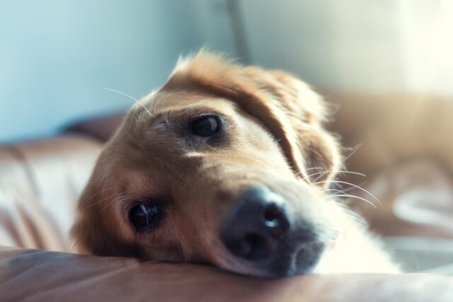 5 principali motivi per cui il cane piange e si lamenta