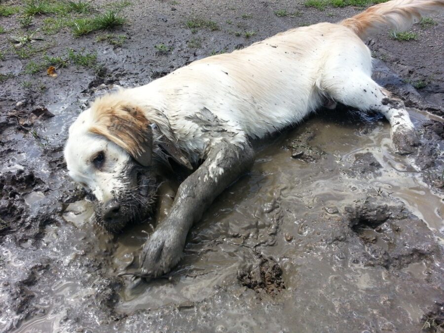 cane fango sporco