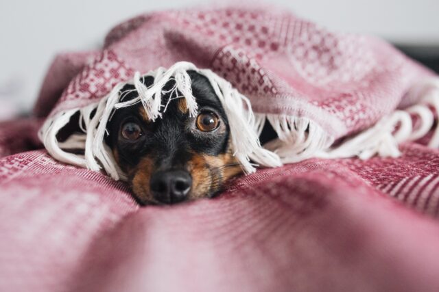 5 ragioni per cui il cane ha paura di te e delle altre persone