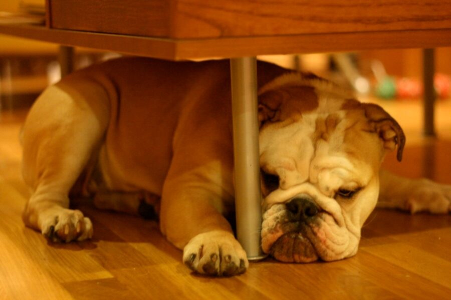 cane bulldog inglese