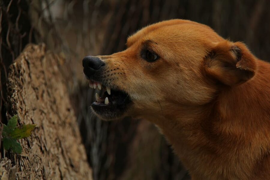 cane muso denti