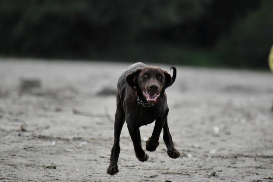 cucciolo corre felice