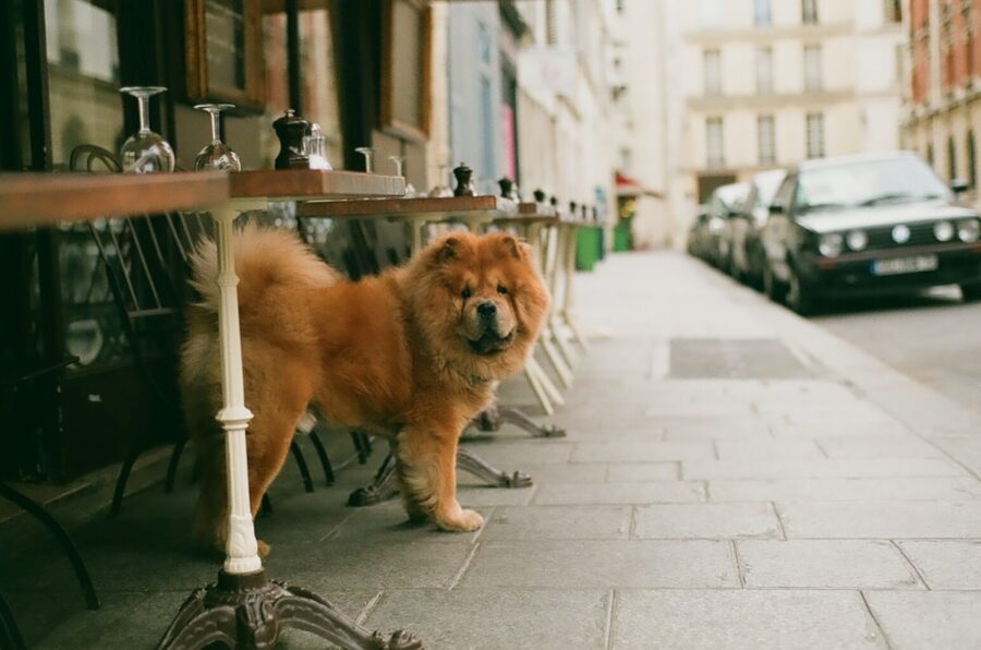 cane tavolo locale