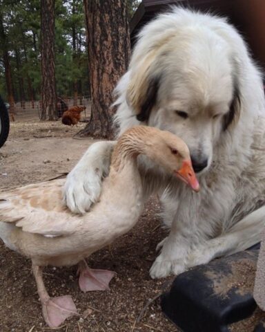 6 cani con amici insoliti: l’amicizia tra animali è spesso imprevedibile ma sempre adorabile