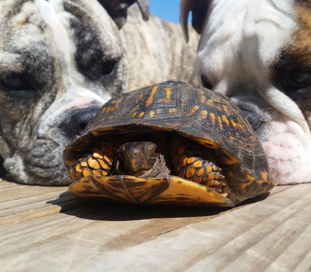 cane e tartaruga