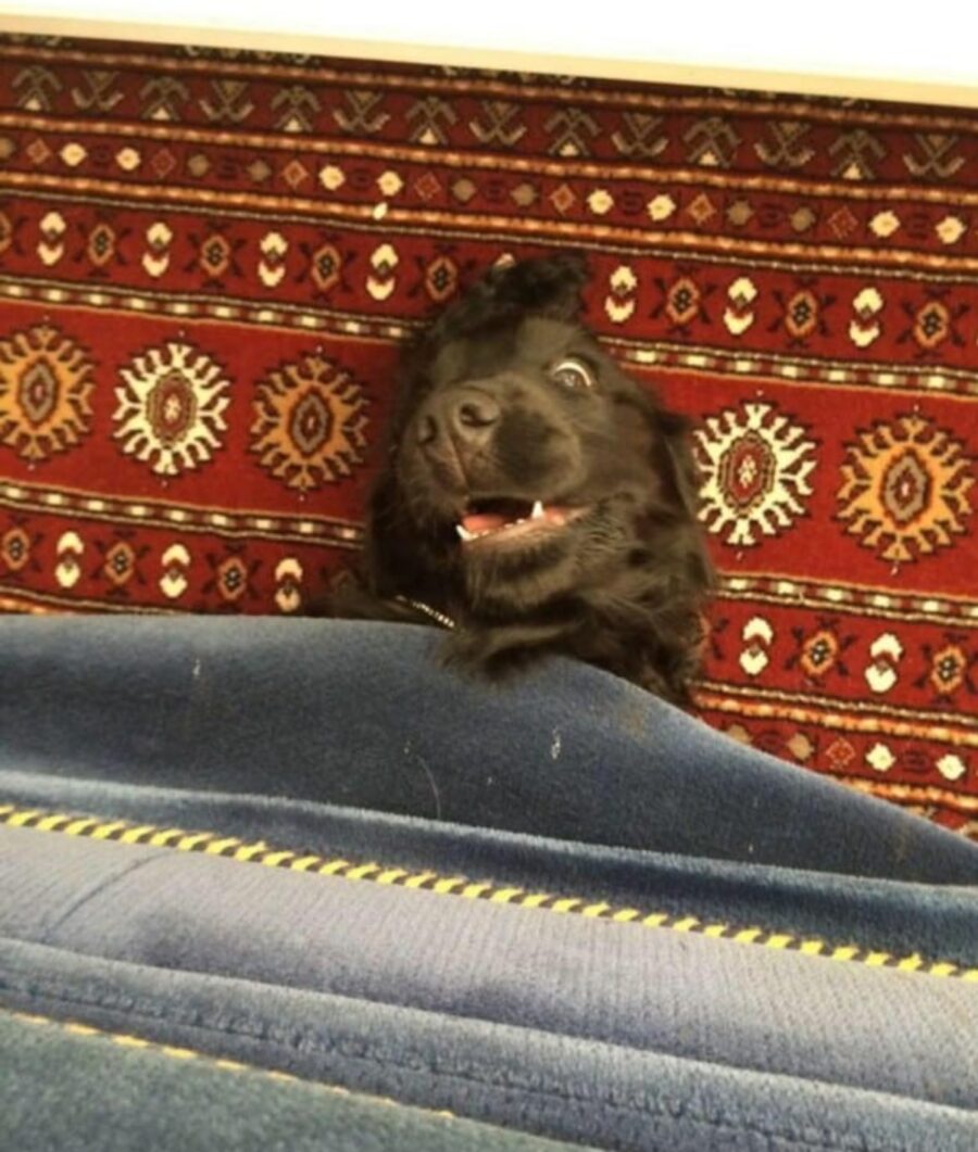 cucciolo tappeto divano
