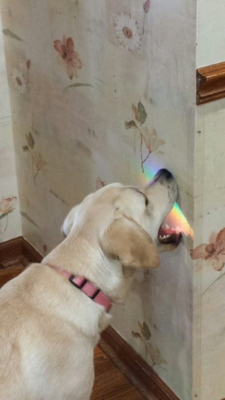 cane mangia arcobaleno