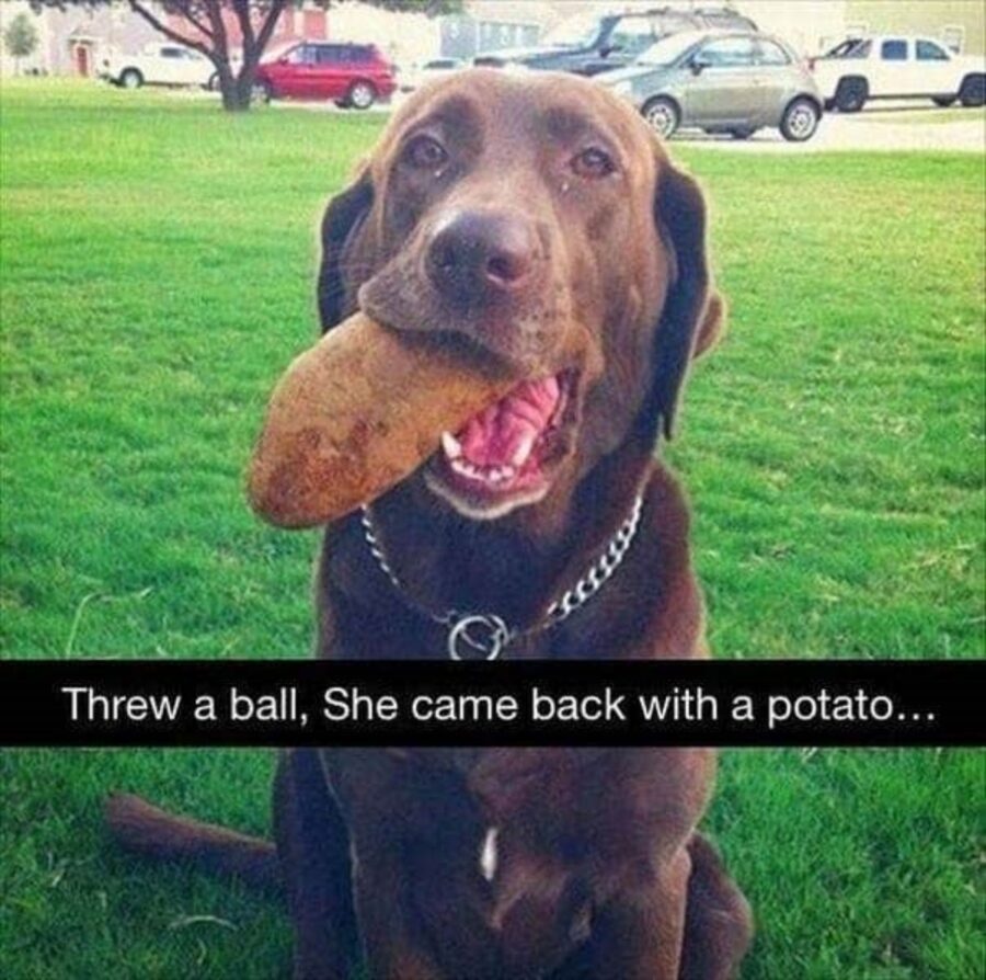 cane patata bocca
