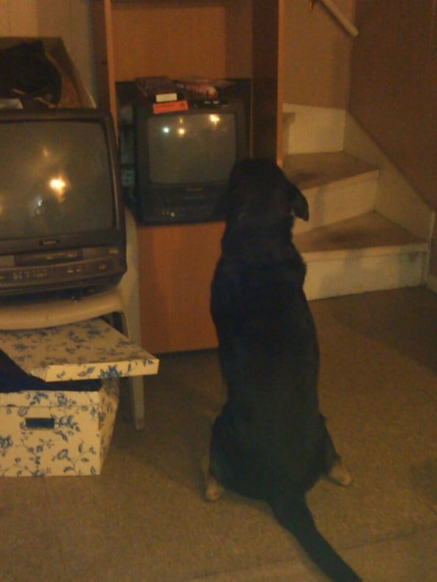 cucciolo guarda tv