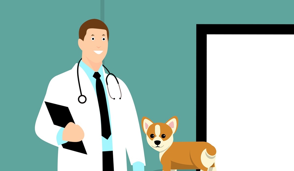 veterinario e cane
