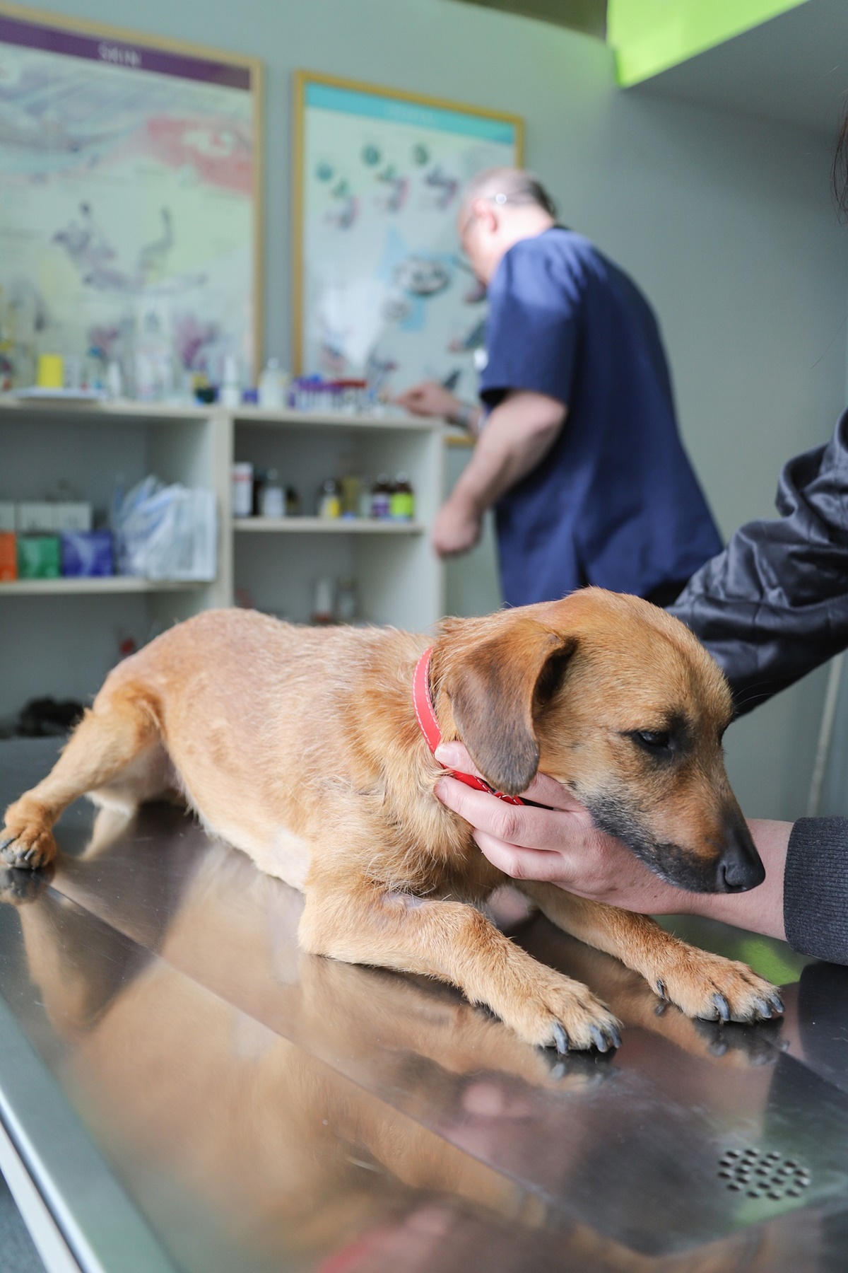 cane tavolo veterinario