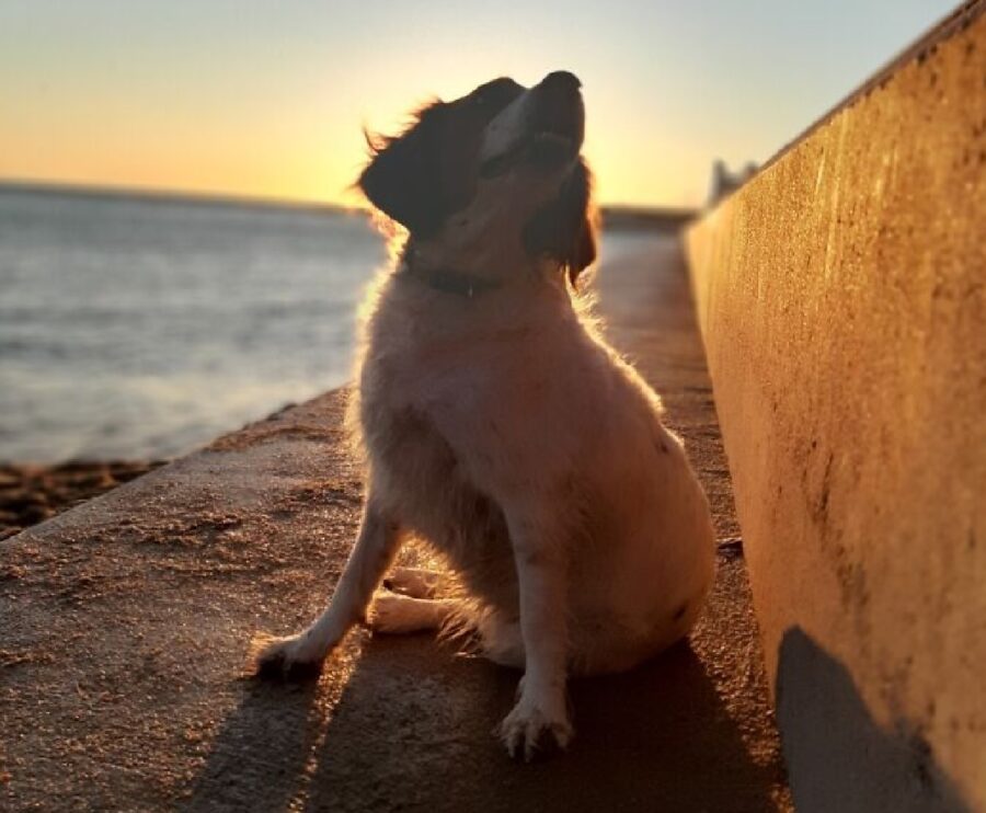 cane immagine al tramonto